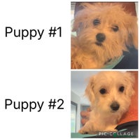 Mixed Breed dogs - Advert 7