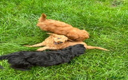 Cockapoo dogs for sale: Beautiful miniature Teddybear Cockerpoos puppies  - Image 12