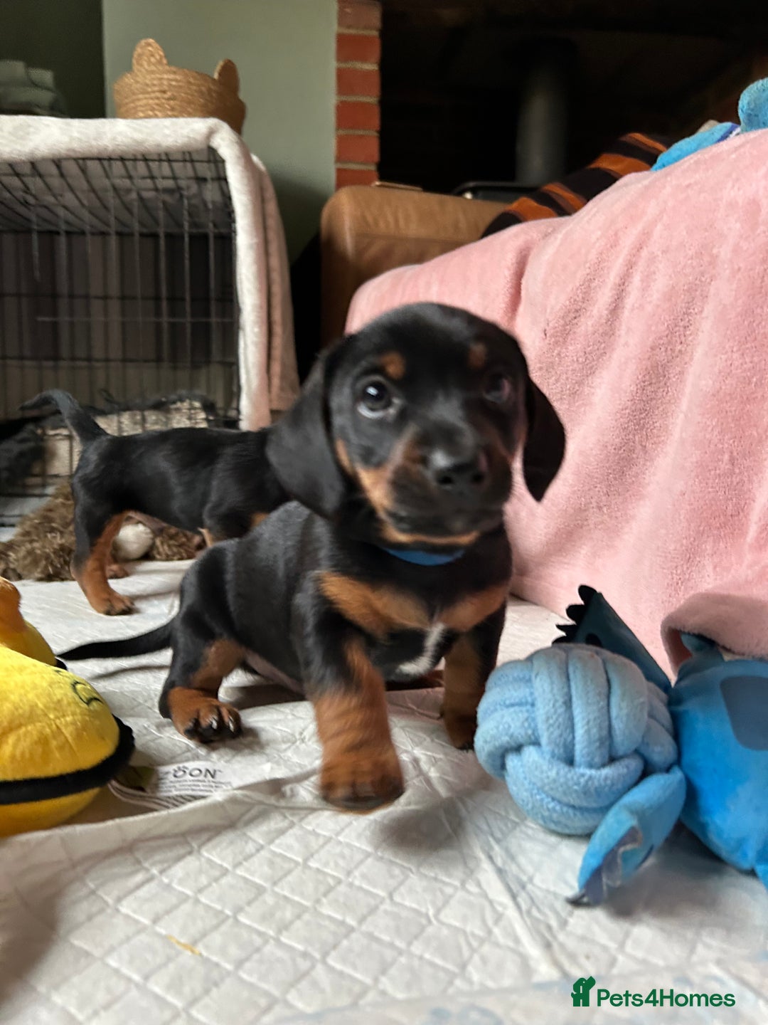 Mixed Breed dogs for sale: Jack weenier’s   - Advert 3