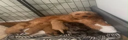 Cockapoo dogs for sale: Beautiful f2 cockapoo pups  in Peterlee - Advert 1