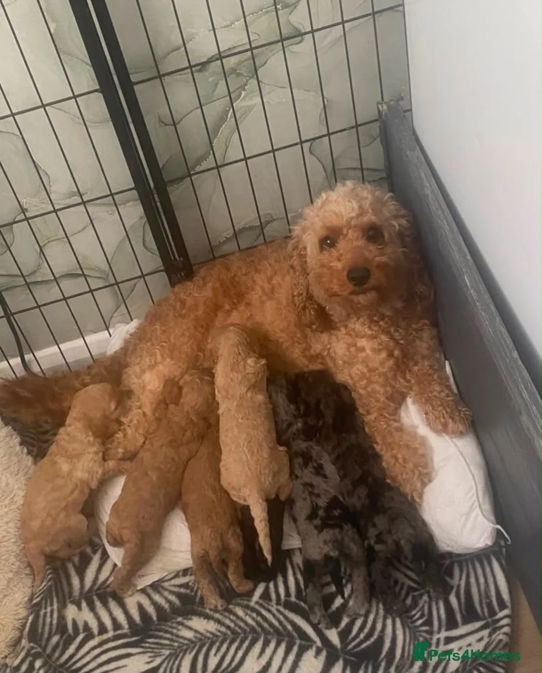 Cockapoo dogs for sale: Beautiful f2 cockapoo pups  in Peterlee - Advert 1