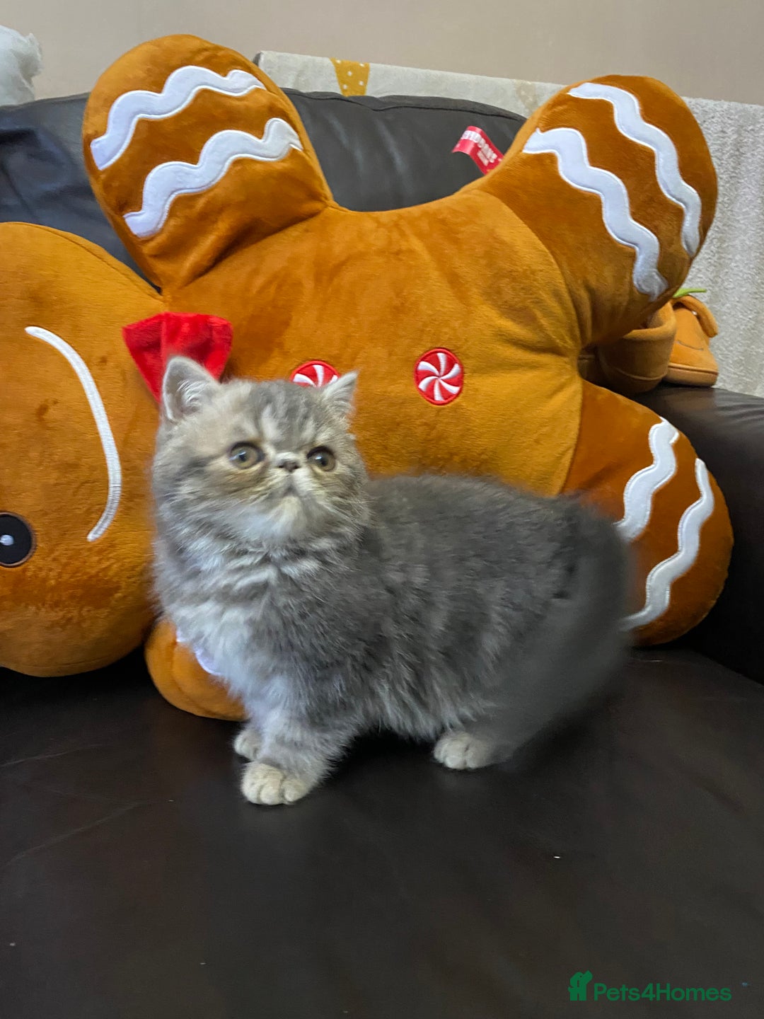 Persian cats for sale: EXCEPTIONAL LITTER PERSIAN EXOTIC KITTENS - Advert 12