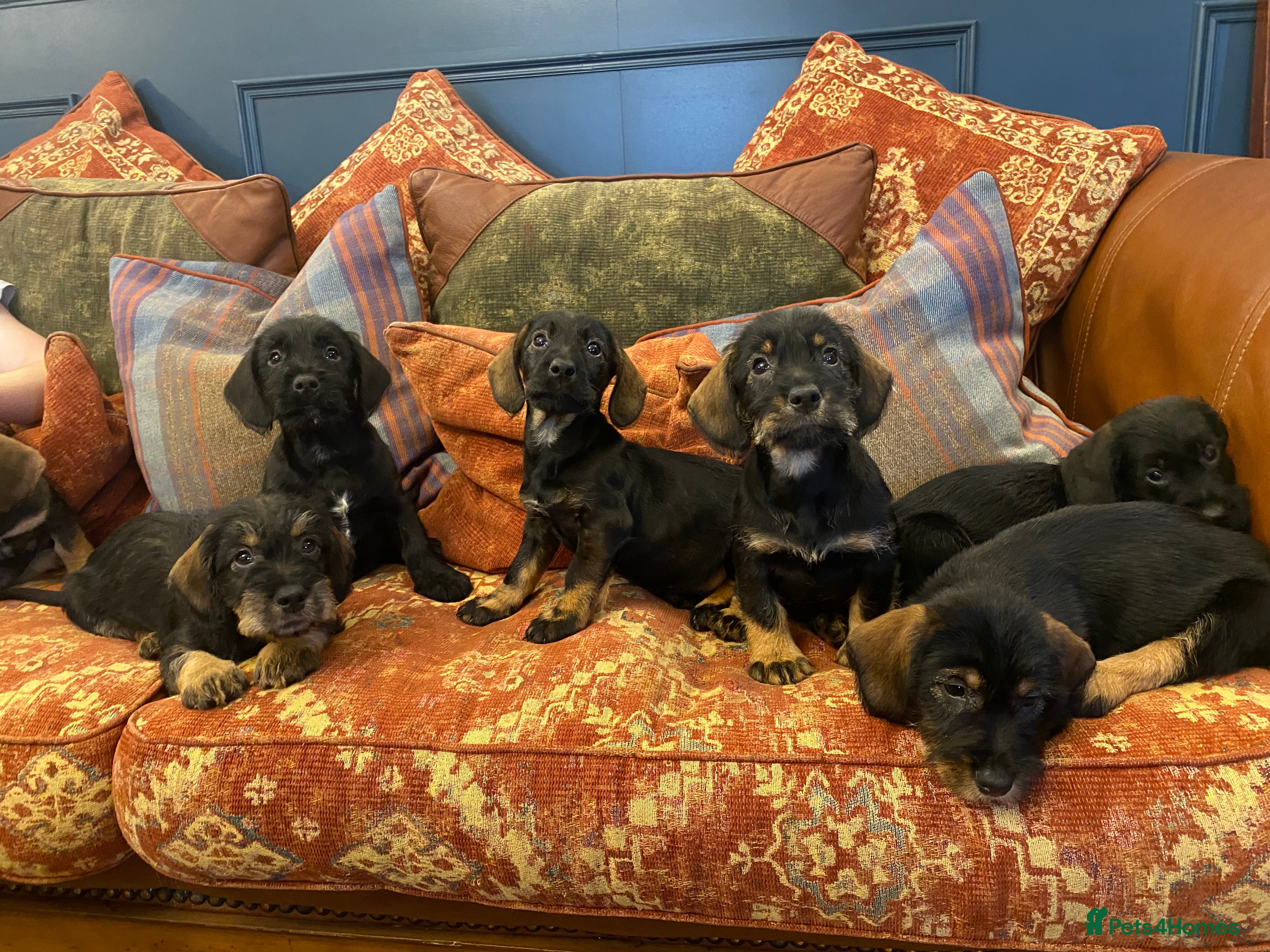 Mixed Breed dogs For Sale German wire haired pointer  x dashound  - Advert 1