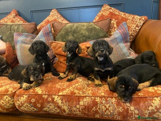 Mixed Breed dogs For Sale German wire haired pointer x dashound - Advert 1