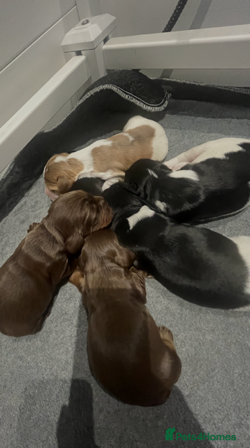 Cocker Spaniel dogs for sale: KC Registered Cocker Spaniels - Advert 1