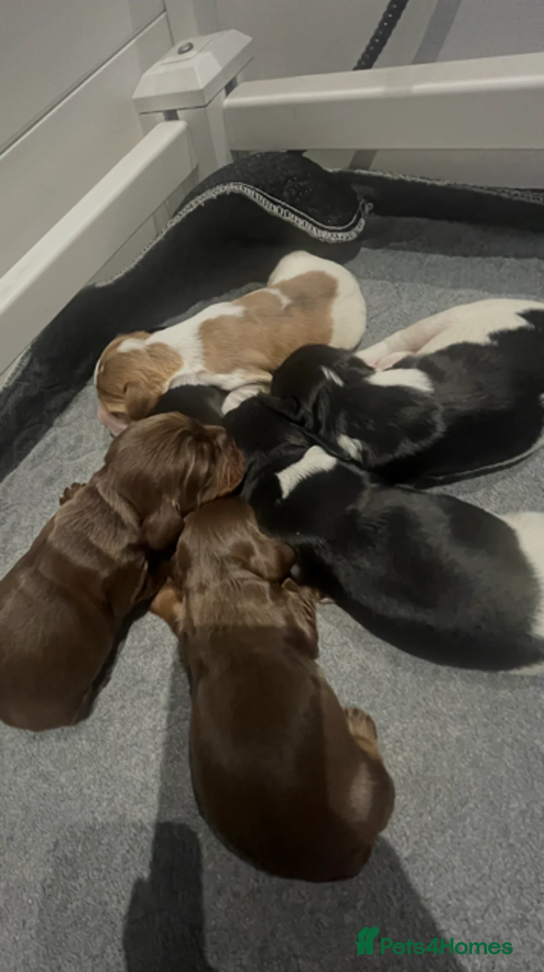 Cocker Spaniel dogs for sale: KC Registered Cocker Spaniels - Advert 1