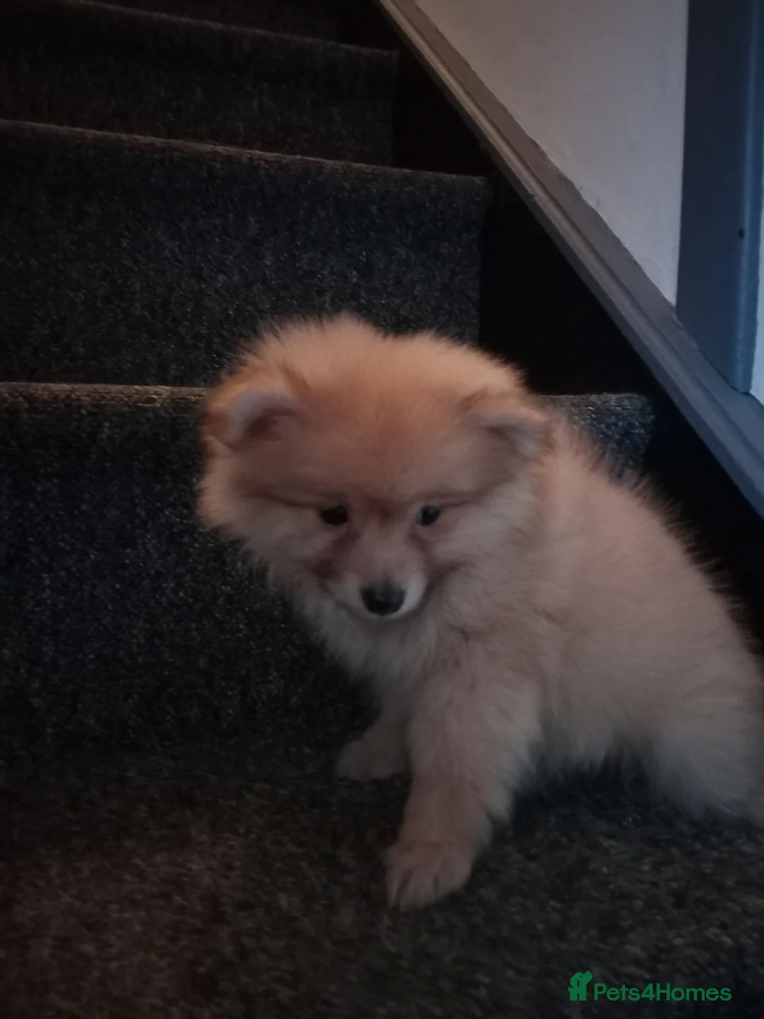 Pomeranian dogs for sale: Pomeranian fluffy bears 🐻  - Advert 7