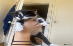 Domestic Shorthair cats for sale: Domestic kittens  - Image 11