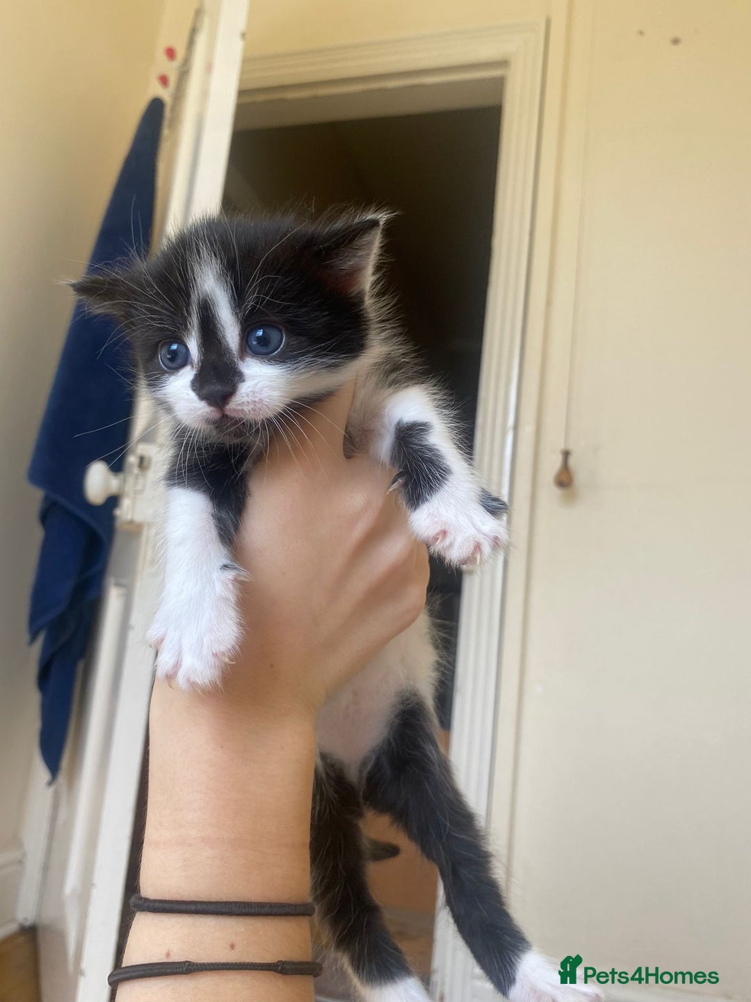 Domestic Shorthair cats for sale: Domestic kittens  - Image 11