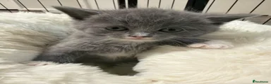 grey and white female