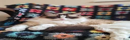 Ragdoll cats for sale: Adult ragdoll male - Advert 14