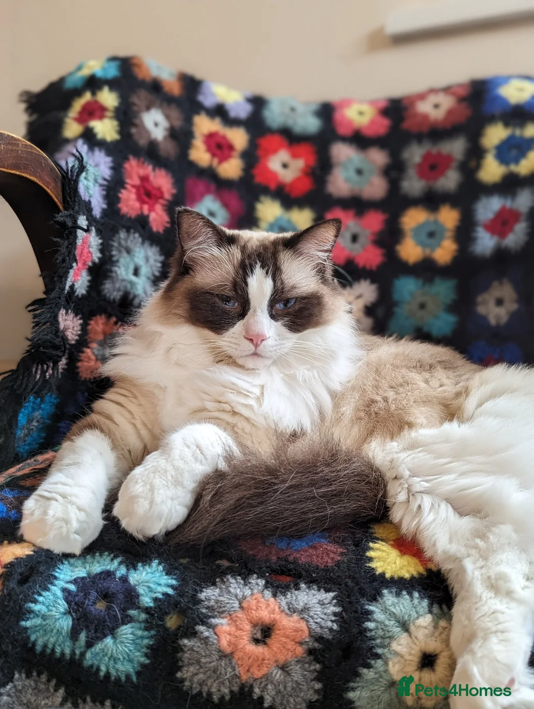 Ragdoll cats for sale: Adult ragdoll male - Advert 14