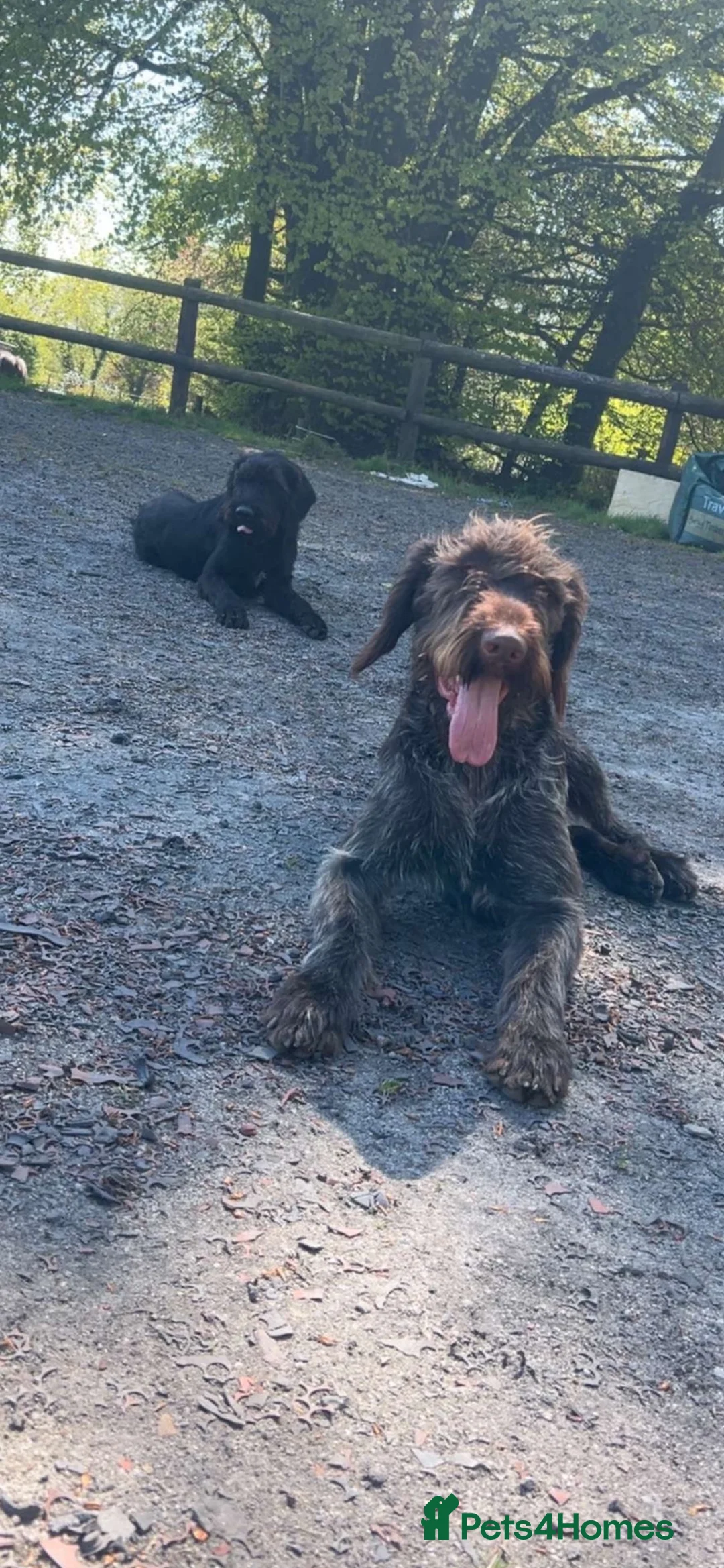 German Longhaired Pointer dogs for sale: German long haired pointer - Advert 2