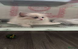 Ragdoll cats for sale: Ragdoll kitten (female) in Halesowen - Image 5