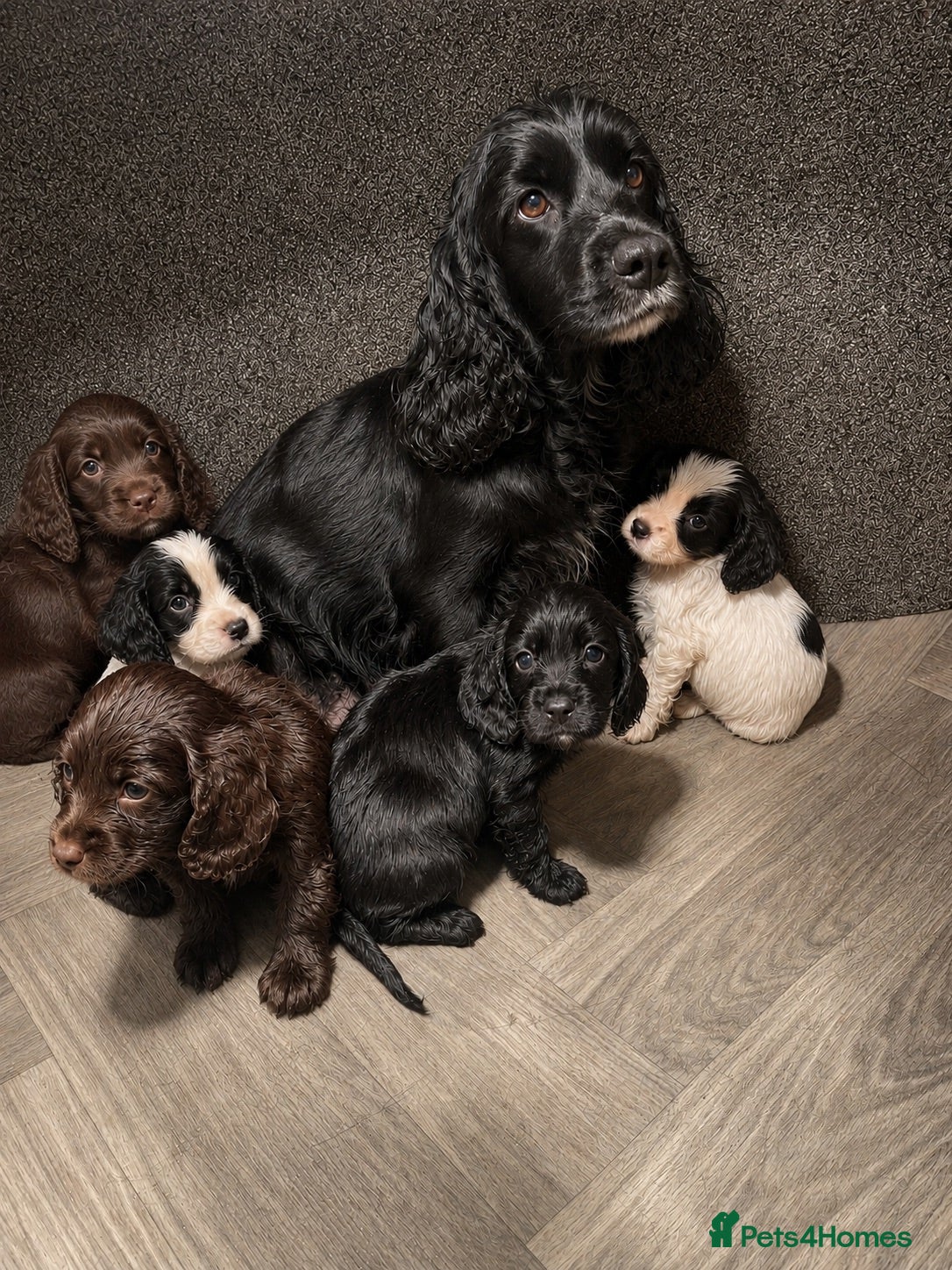 Cocker Spaniel dogs Beautiful Cocker Spaniel Puppies – Ready Now 🐾 - Advert 1