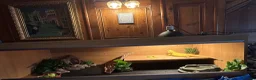 Bearded Dragon reptiles for sale: male bearded dragon + cage and accessories  in Brechin - Advert 1