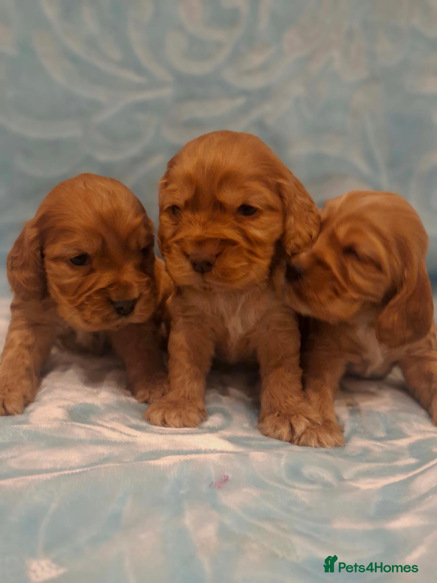 Cocker Spaniel dogs for sale: Cocker Spaniel puppies - Advert 3