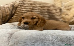 Cocker Spaniel dogs for sale: Show type cocker spaniels  - Image 6