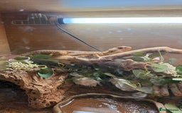 Bearded Dragon reptiles for sale: bearded dragon and enclosure  - Image 5