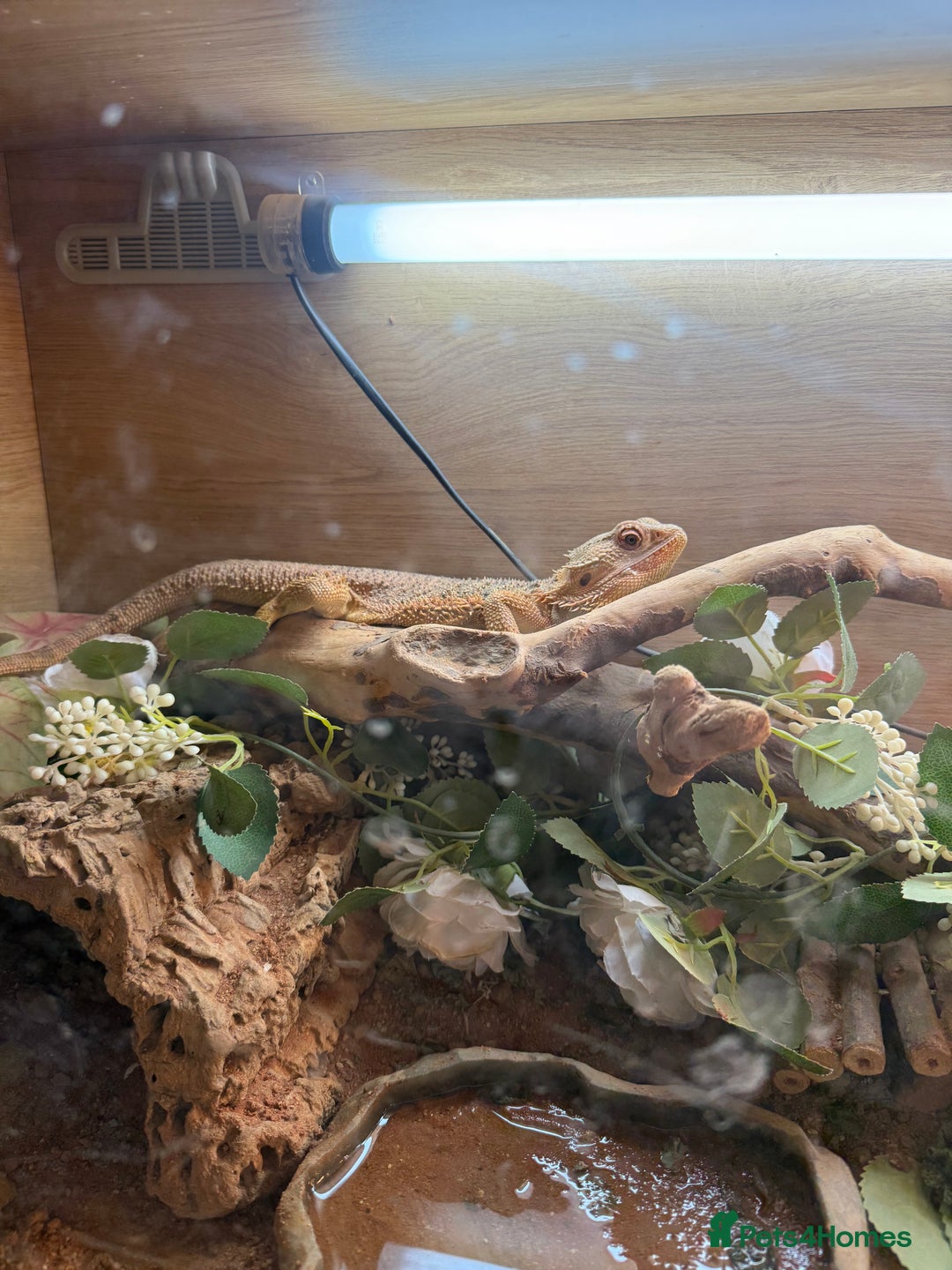 Bearded Dragon reptiles for sale: bearded dragon and enclosure  - Image 5
