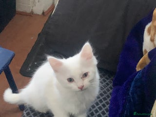 British Shorthair cats 3 Kitten ready to leave today - Advert 2