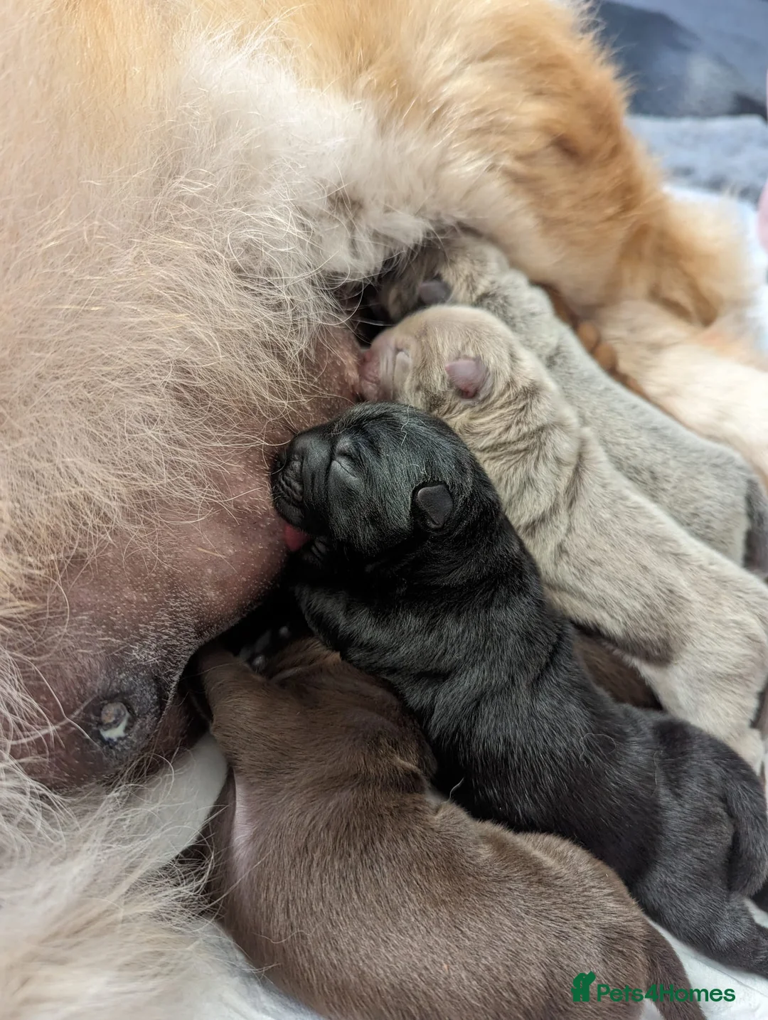Chow Chow dogs for stud: HERSHEY the famous chocolate carrying blue. in Cheltenham - Advert 35