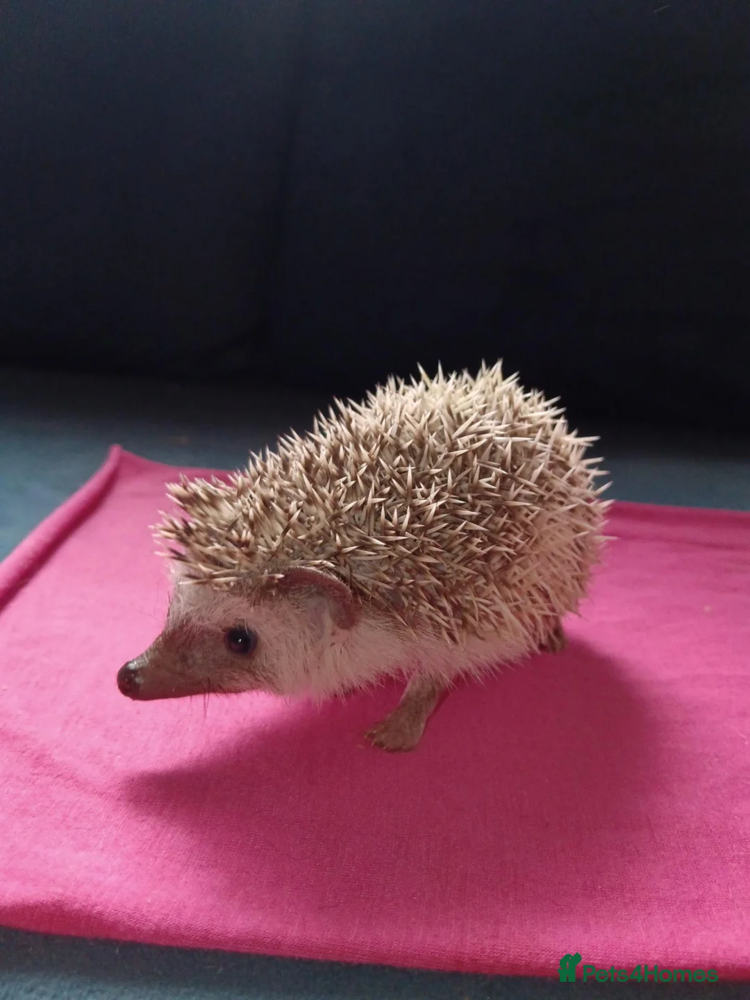 Pygmy Hedgehog rodents for sale: Female African pygmy hedgehog available  in Leicester - Advert 2