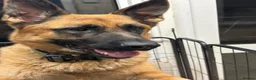 German Shepherd dogs for sale: German Shepard puppies  - Advert 1