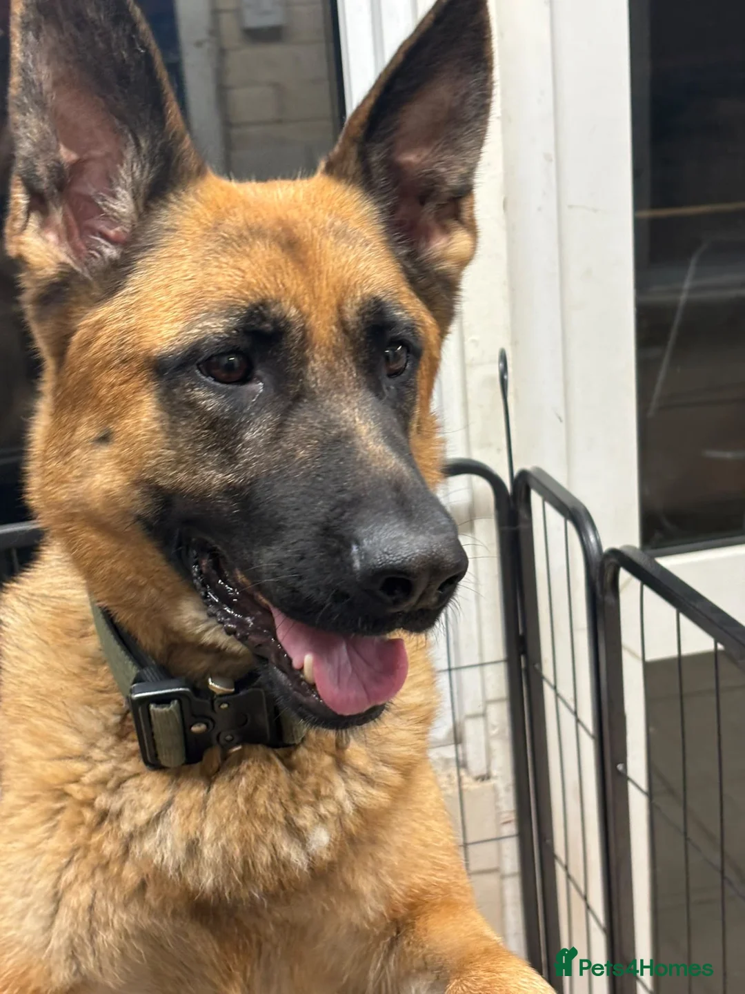 German Shepherd dogs for sale: German Shepard puppies  - Advert 1