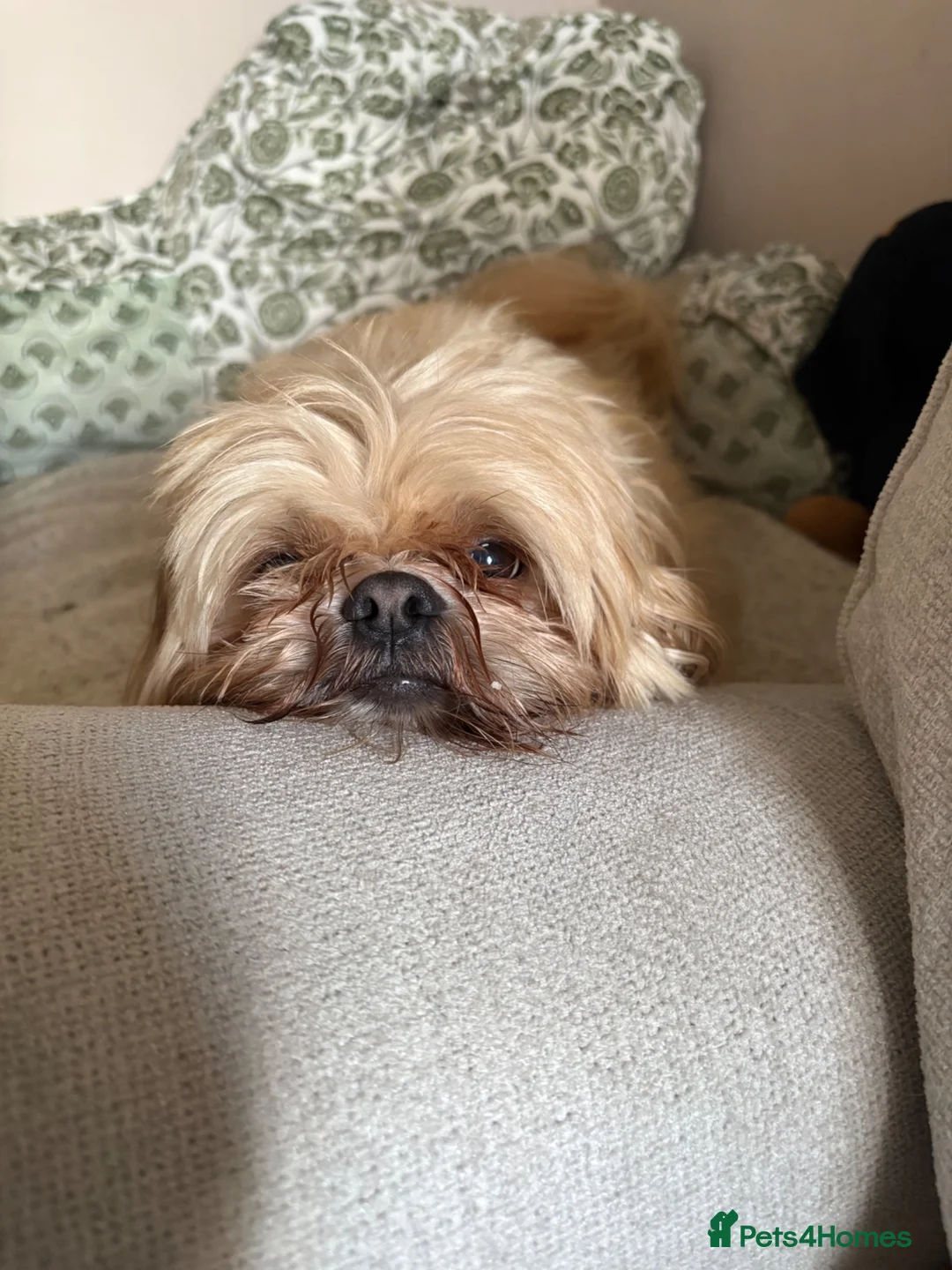 Shih Tzu dogs for sale: Shih Tzu male 6yrs - Advert 3