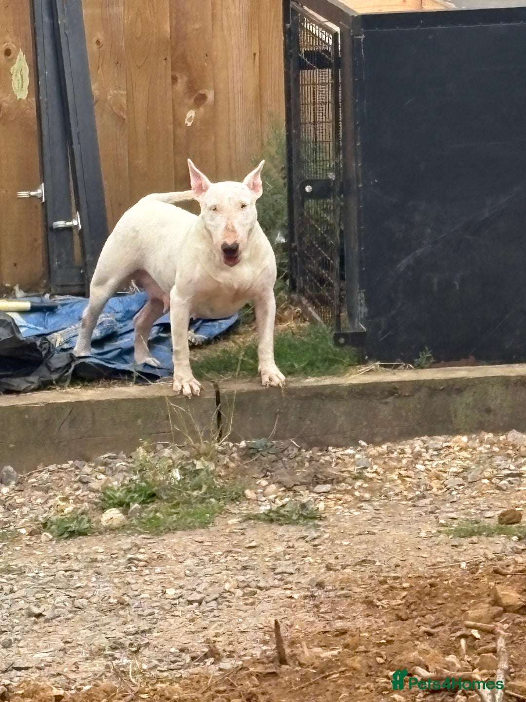 English Bull Terrier dogs for sale: Mr Chris Robinson  - Image 8