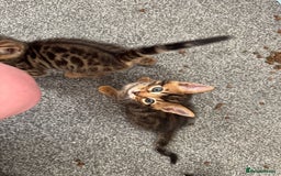 Bengal cats for sale: Beautiful Bengal mixed kittens - Image 12