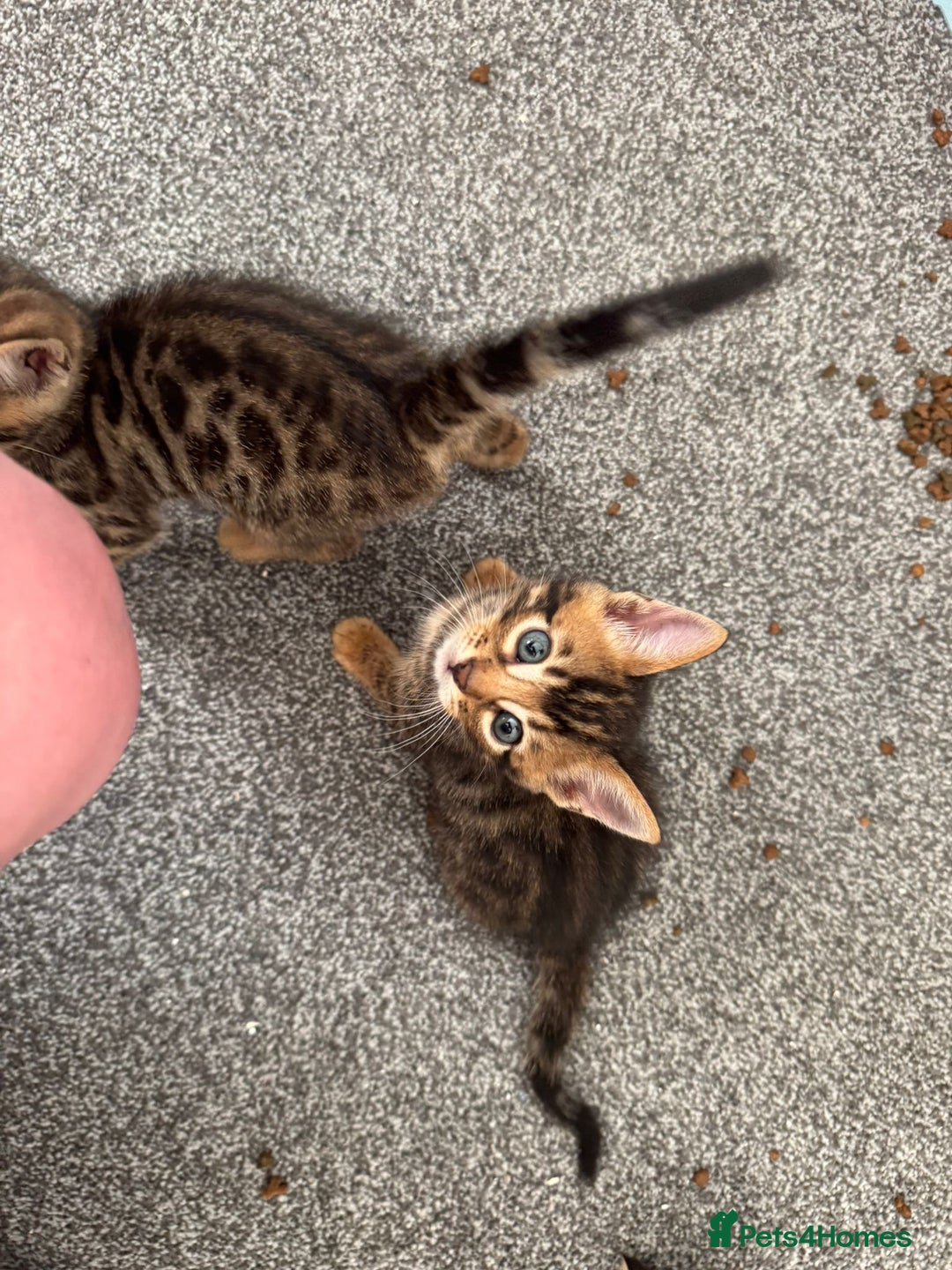 Bengal cats for sale: Beautiful Bengal mixed kittens - Image 12