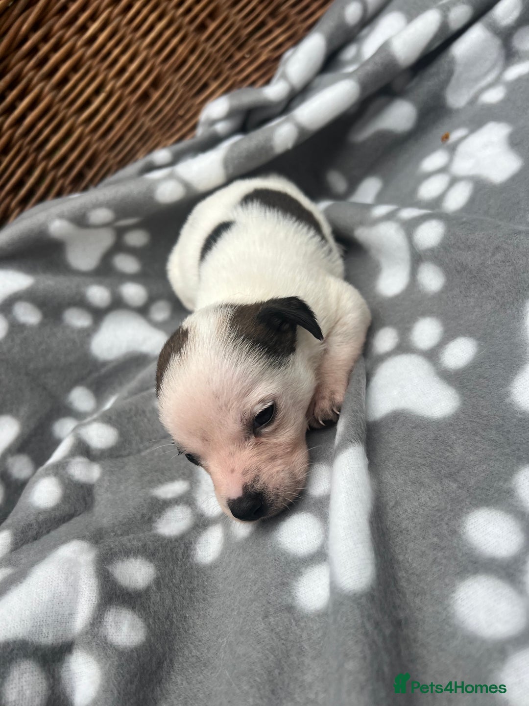 Jack Russell dogs for sale: 3 Jack Russell boy pups - Image 4