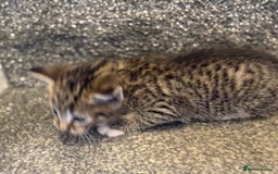 Mixed Breed cats for sale: 2 gorgeous kittens - Image 7