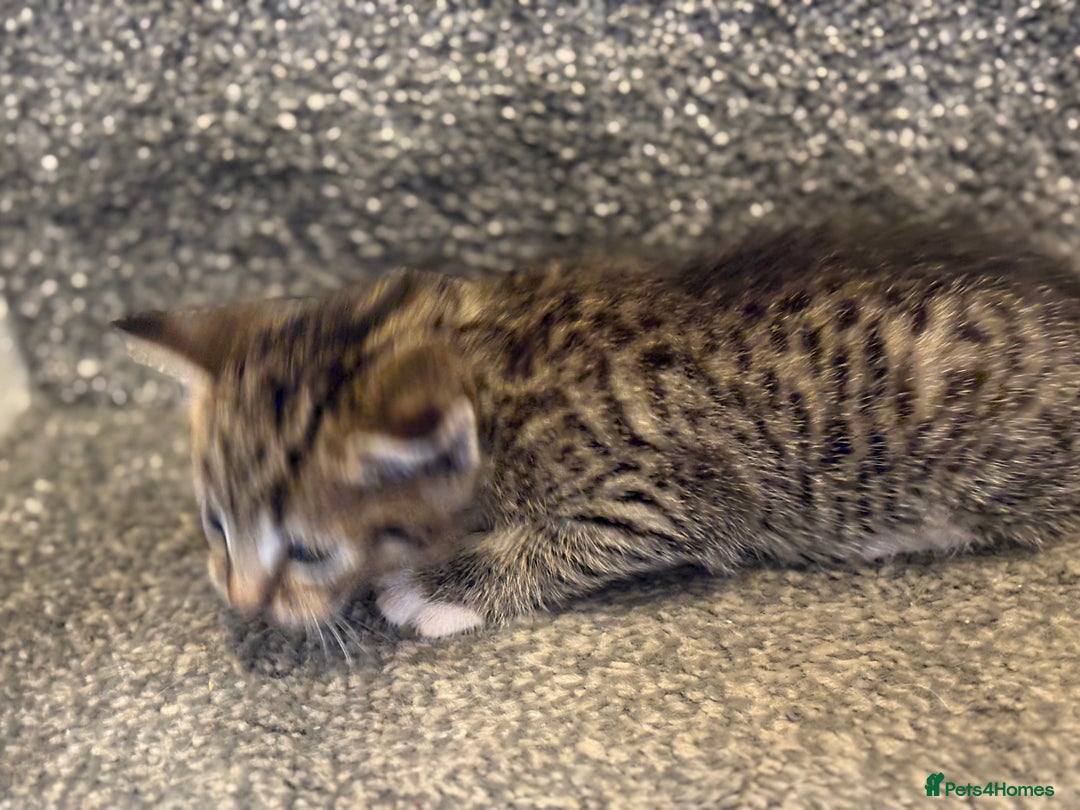 Mixed Breed cats for sale: 2 gorgeous kittens - Image 7