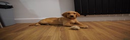 Labrador Retriever dogs for sale: Stunning KC Fox Red & Yellow Labrador Puppies - Advert 34