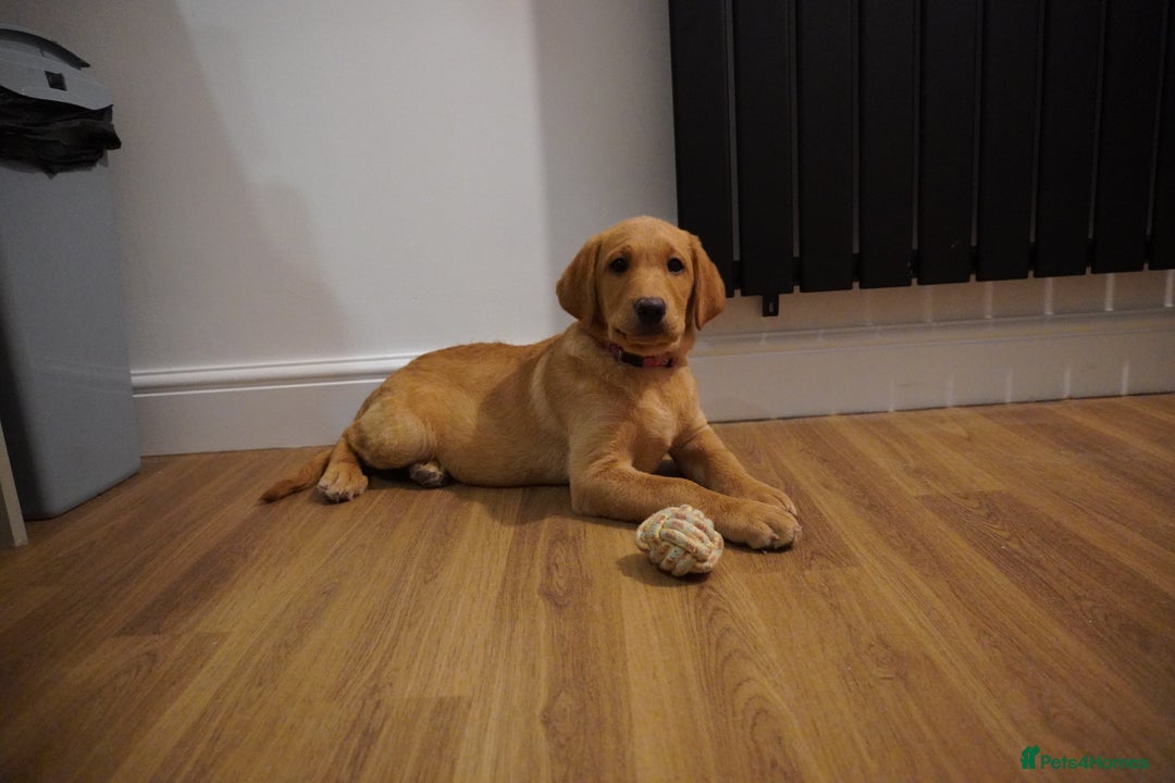 Labrador Retriever dogs for sale: Stunning KC Fox Red & Yellow Labrador Puppies - Advert 34
