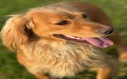 Cocker Spaniel dogs for sale: Gorgeous KC Working Cocker Spaniels- Health Tested - Image 20