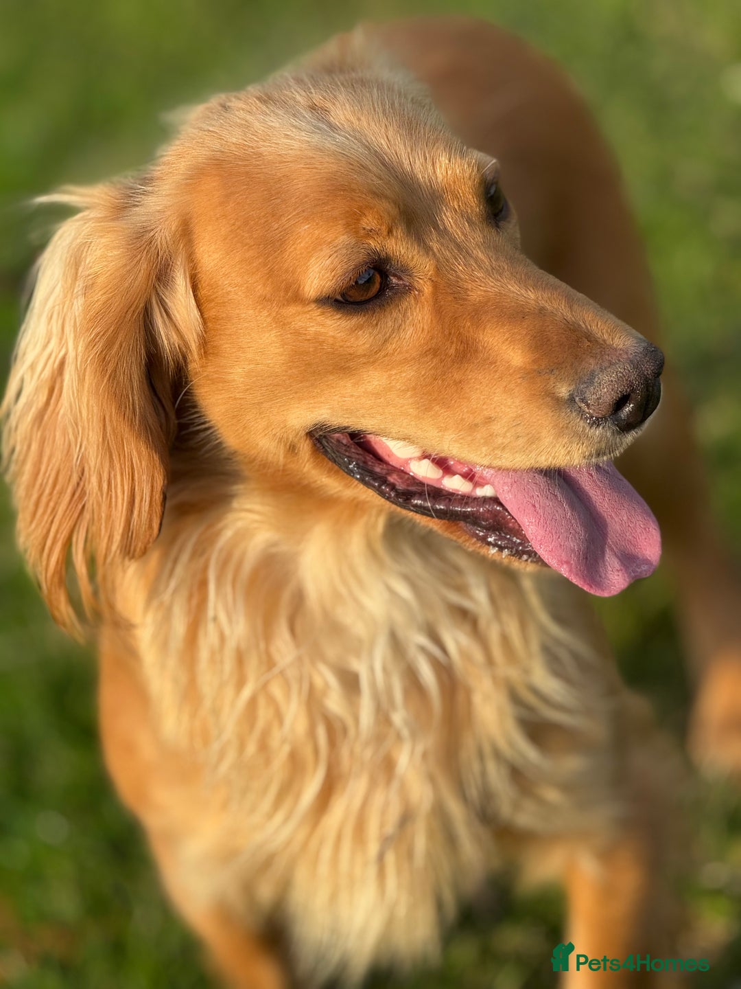 Cocker Spaniel dogs for sale: Gorgeous KC Working Cocker Spaniels- Health Tested - Image 20