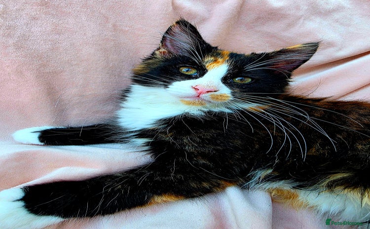 Mixed Breed cats - Advert 1