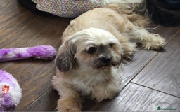 Mixed Breed dogs for sale: Gorgeous Lhasa - Image 1