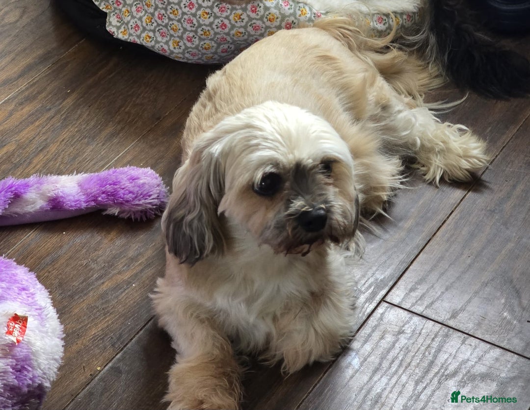 Mixed Breed dogs for sale: Gorgeous Lhasa - Image 1