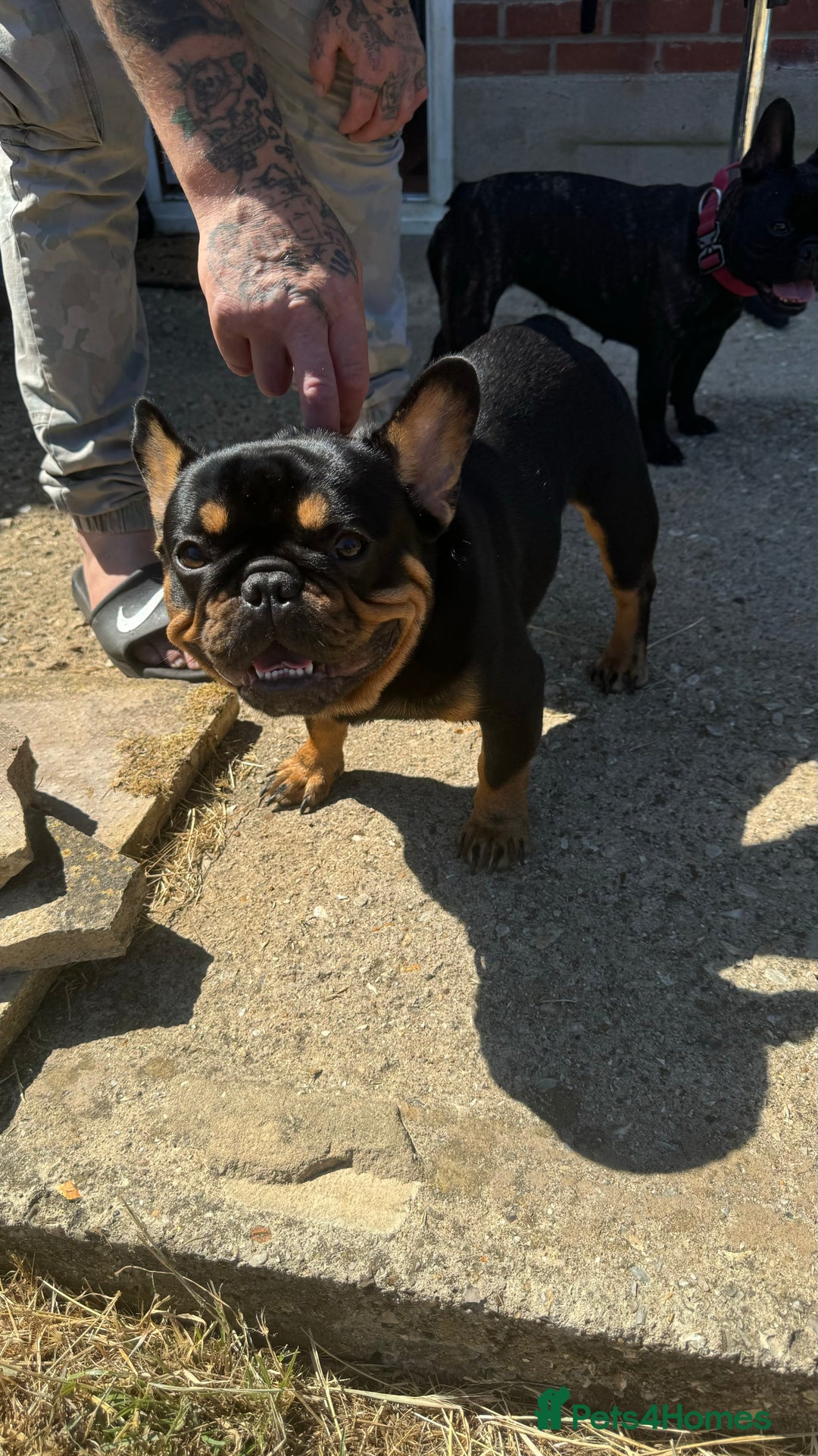 French Bulldog dogs for stud: Black and Tan boy - Image 6