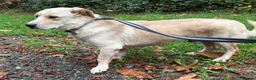Mixed Breed dogs for adoption: Harvey -Norwich Norfolk  in Norwich - Advert 13