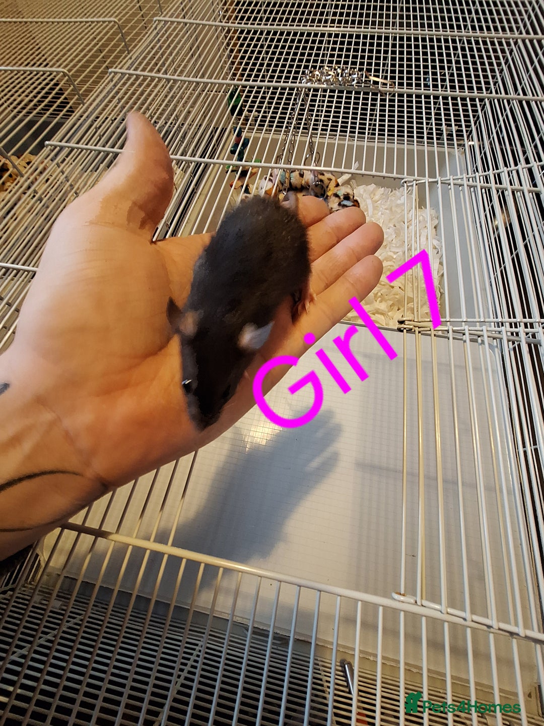Rat rodents for sale: Baby female fancy rats  - Advert 4