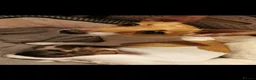 Jack Russell dogs for sale: 3x beautiful miniature Jack Russell Terriers - Advert 4