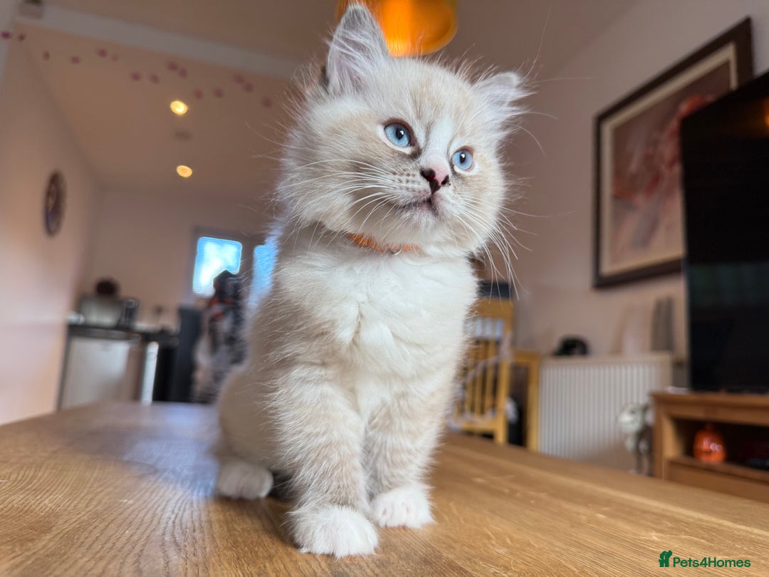 Ragdoll cats for sale: Ragdoll Kittens for Sale - Image 29