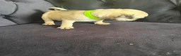 Pug dogs for sale: Pug Puppies - Advert 8