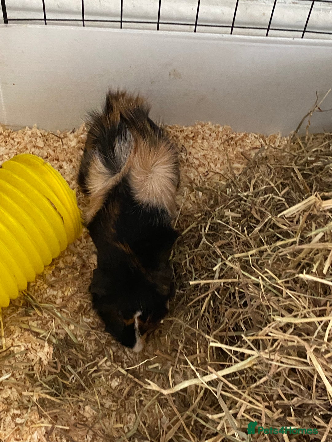 Guinea Pig rodents for sale: Female bonded trio  - Image 5